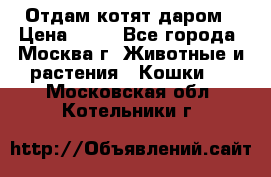 Отдам котят даром › Цена ­ 10 - Все города, Москва г. Животные и растения » Кошки   . Московская обл.,Котельники г.